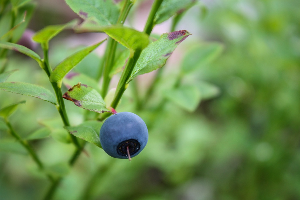 蓝莓果味图片大全 蓝莓浆果家常做法