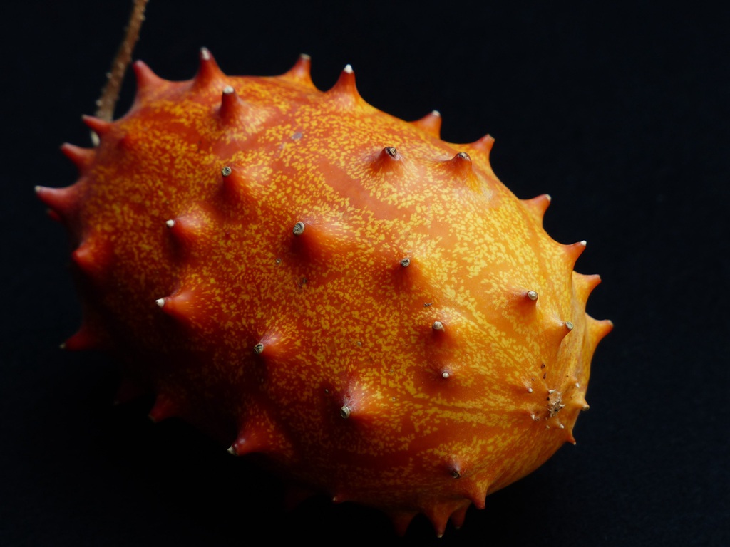 刺角瓜品种图片 外形像海参的一种水果刺角瓜