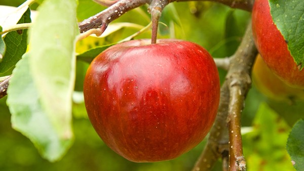 苹果的功效与作用 每天吃苹果的最佳时间是什么时候