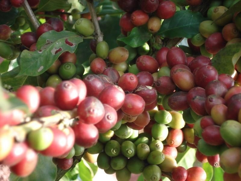 咖啡果多少钱一斤 树上的咖啡长啥样