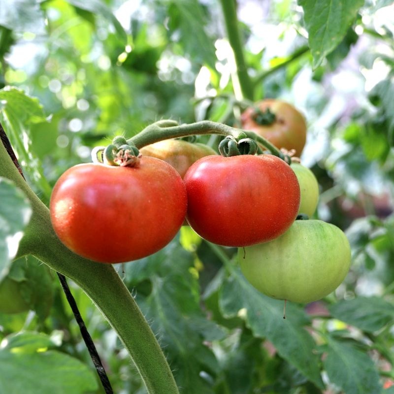 新鲜西红柿图片高清 西红柿自然熟和催熟区别图片