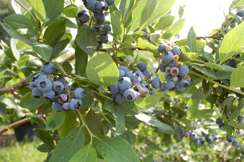 美味的水果蓝莓 酸甜可口的蓝莓图片