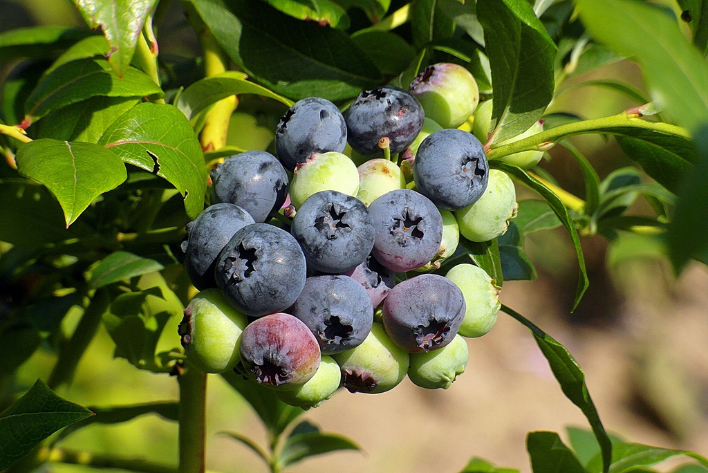 美味的水果蓝莓 酸甜可口的蓝莓图片