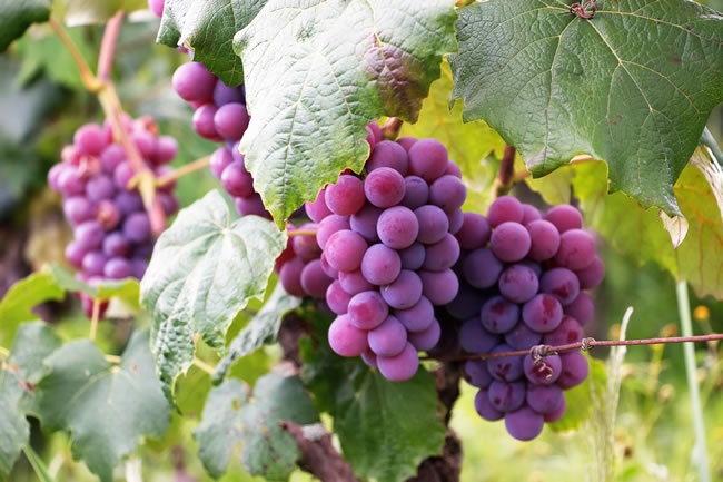 葡萄静物摄影图片 水果葡萄的照片