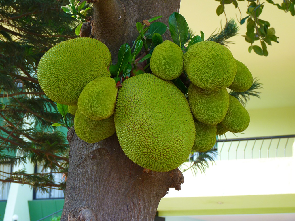 菠萝蜜长在树上图片 菠萝蜜长在树上的样子