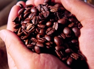 咖啡豆图片 适合手冲的咖啡豆