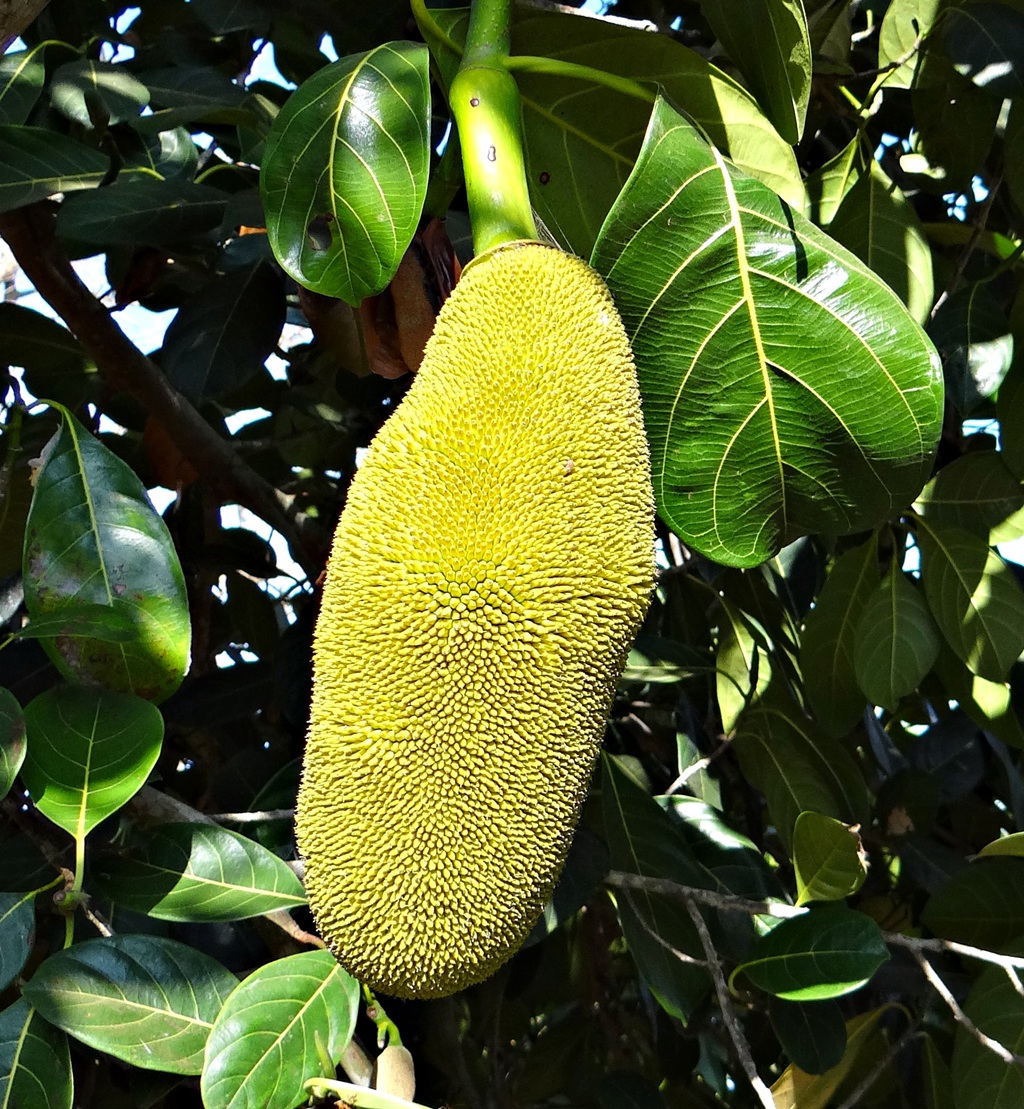 菠萝蜜长在树上图片 菠萝蜜长在树上的样子