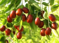 鲜枣与什么水果一起吃 鲜枣属于酸性水果还是碱性水果