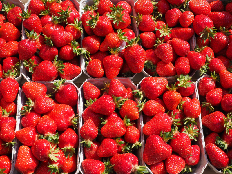 红颜99草莓与丹东草莓有什么区别 满满一盆草莓实在是太诱人了