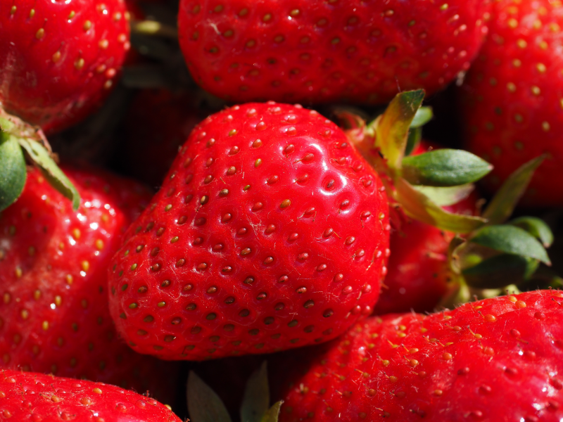 红颜99草莓与丹东草莓有什么区别 满满一盆草莓实在是太诱人了