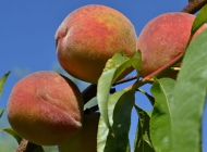 桃树长满成熟的桃子图片 桃树上结青皮桃图片