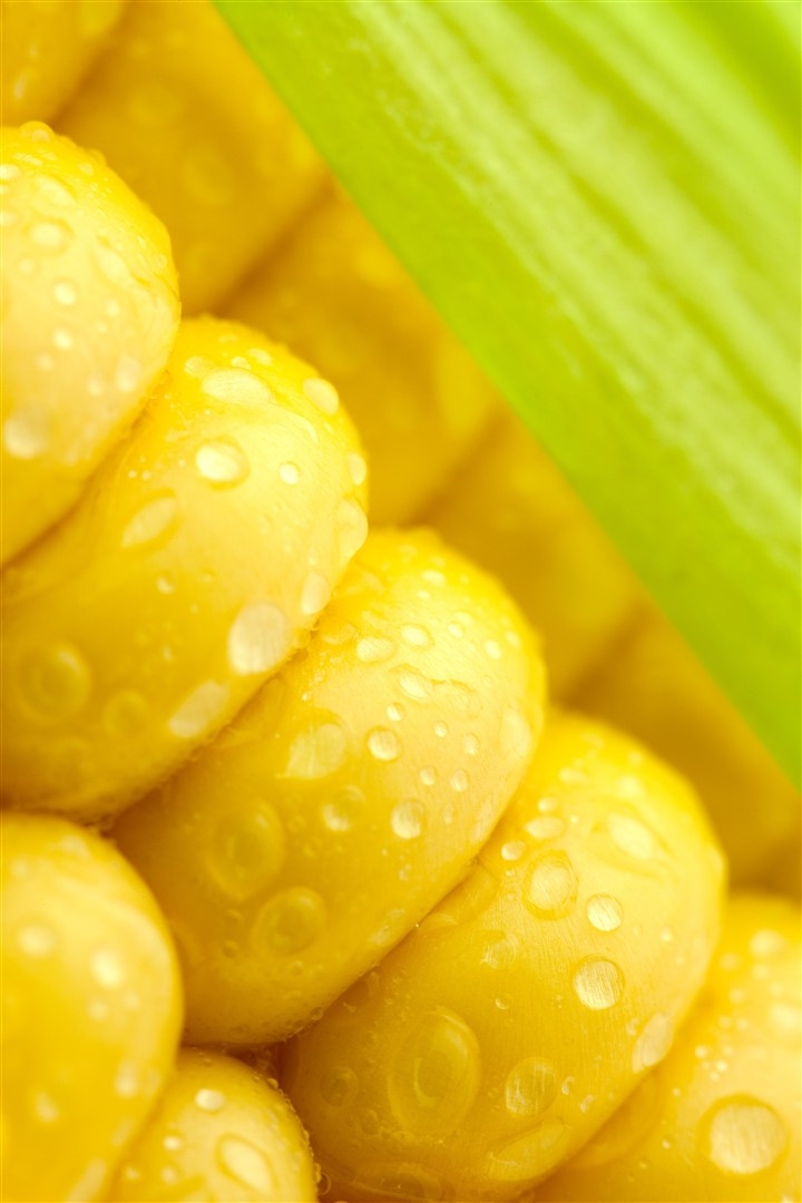 农作物玉米图片大全大图 粮食玉米图片大全