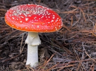 红色的细条状的蘑菇 陕西野生红色蘑菇图片识别