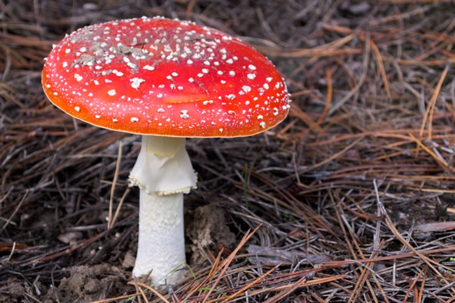 红色的细条状的蘑菇 陕西野生红色蘑菇图片识别