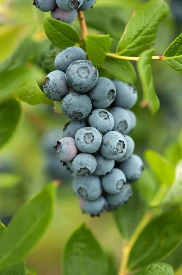 哪个品种的蓝莓果实又大又甜 蓝莓刚开花结果的样子图片