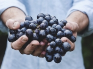 吐鲁番葡萄成熟 葡萄成熟时视频