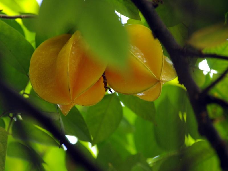 杨桃是不是一年四季都开花结果 什么样子的杨桃可以摘了