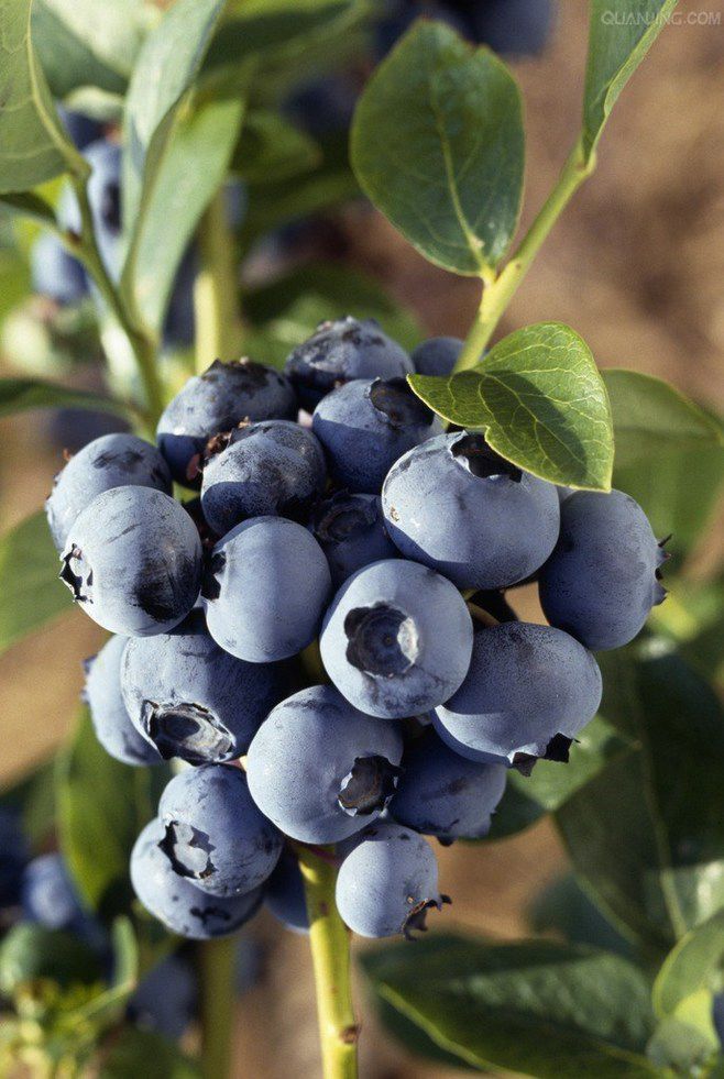 哪个品种的蓝莓果实又大又甜 蓝莓刚开花结果的样子图片